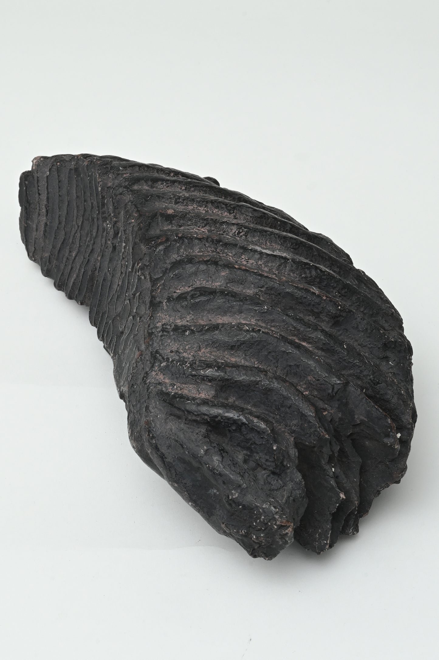 Fossil tooth of Naumann's elephant