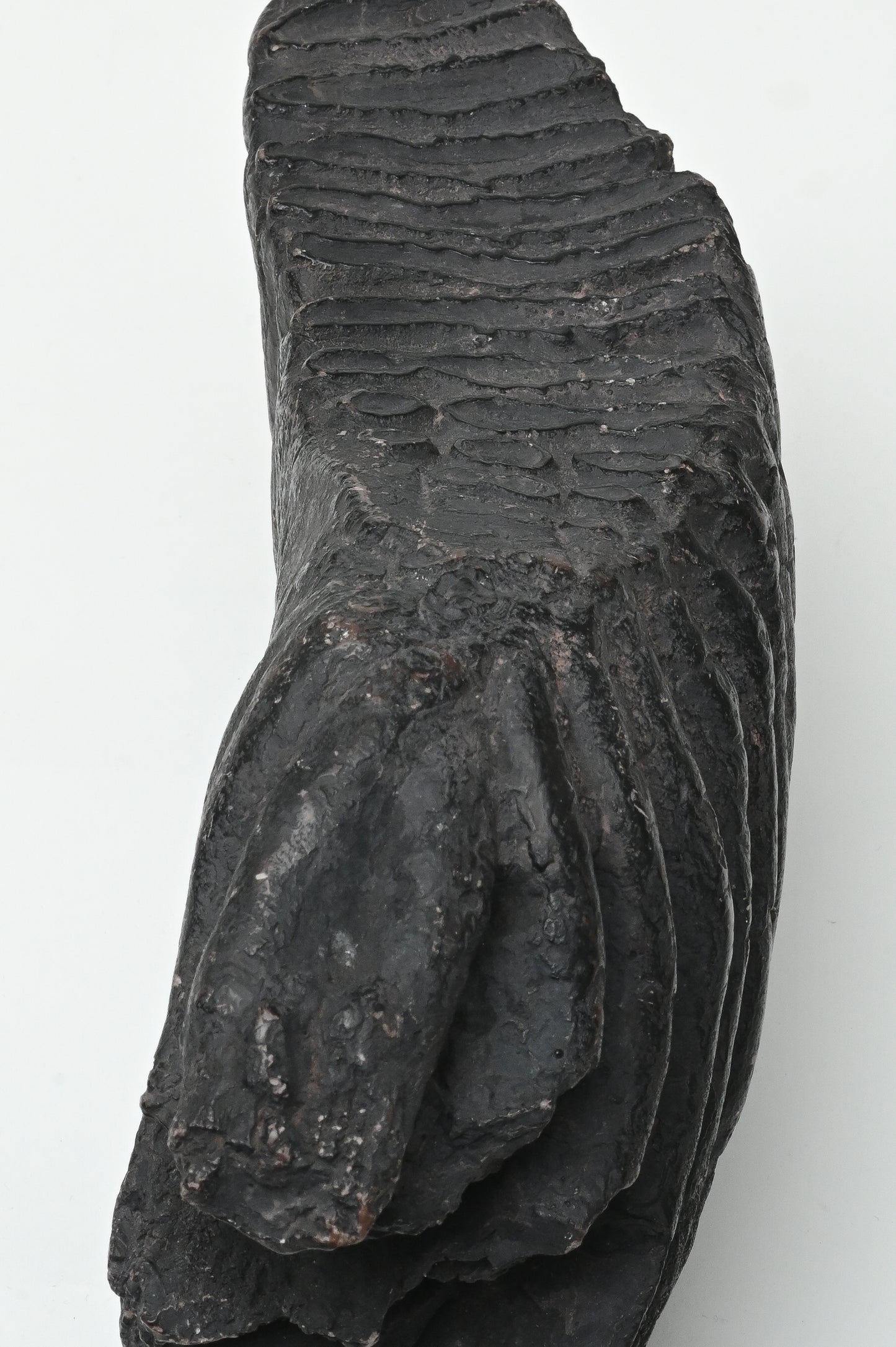 Fossil tooth of Naumann's elephant