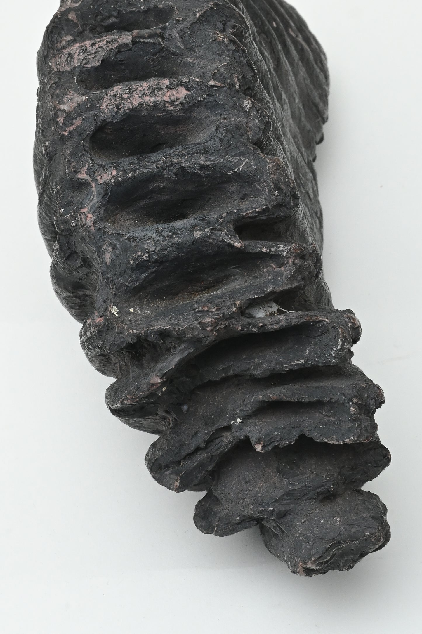 Fossil tooth of Naumann's elephant