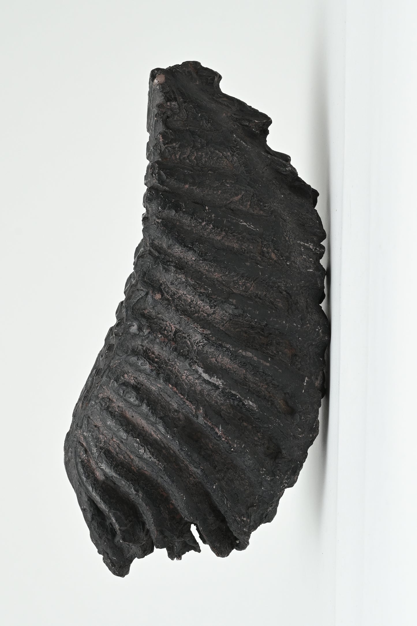 Fossil tooth of Naumann's elephant