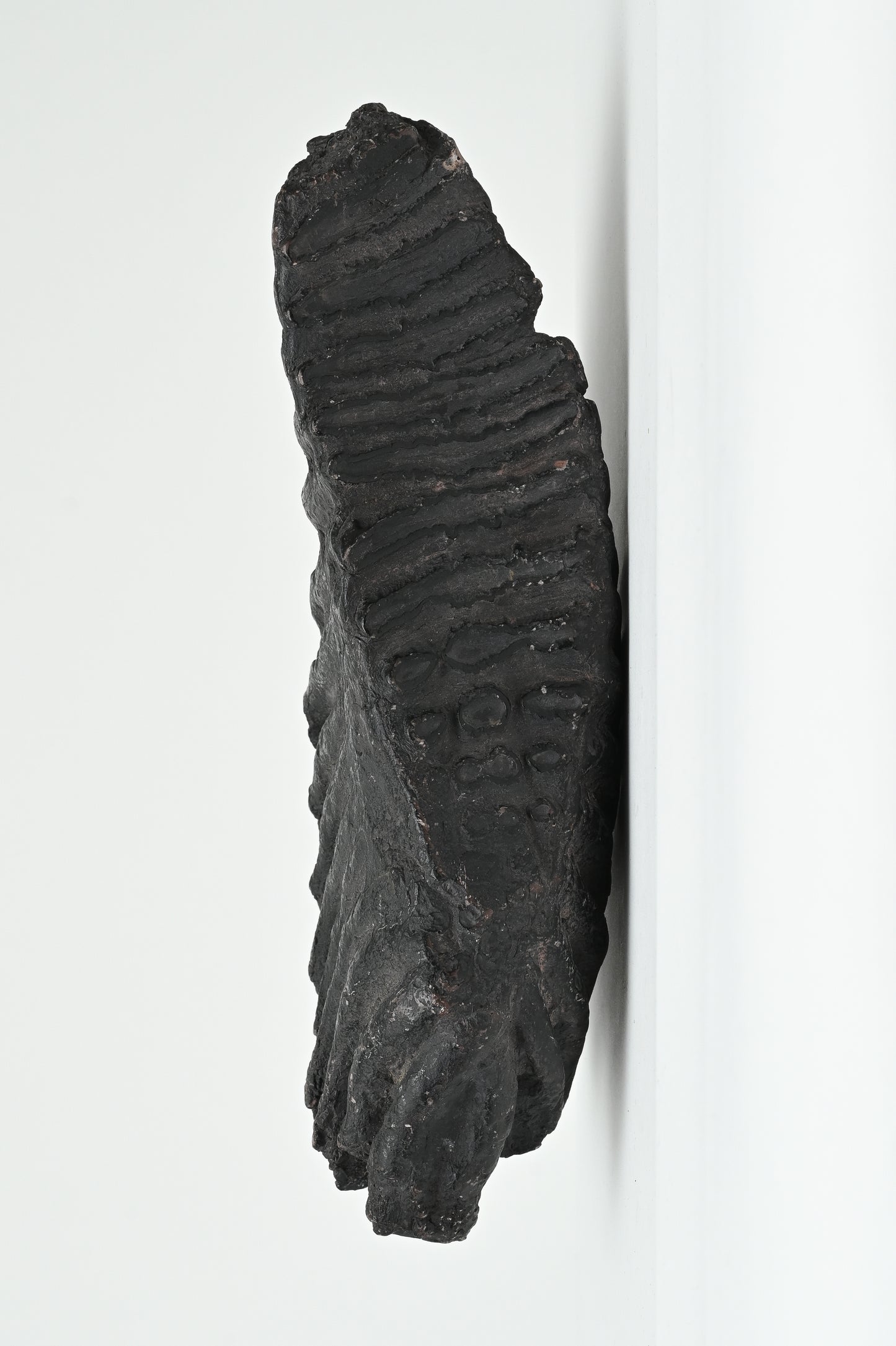 Fossil tooth of Naumann's elephant