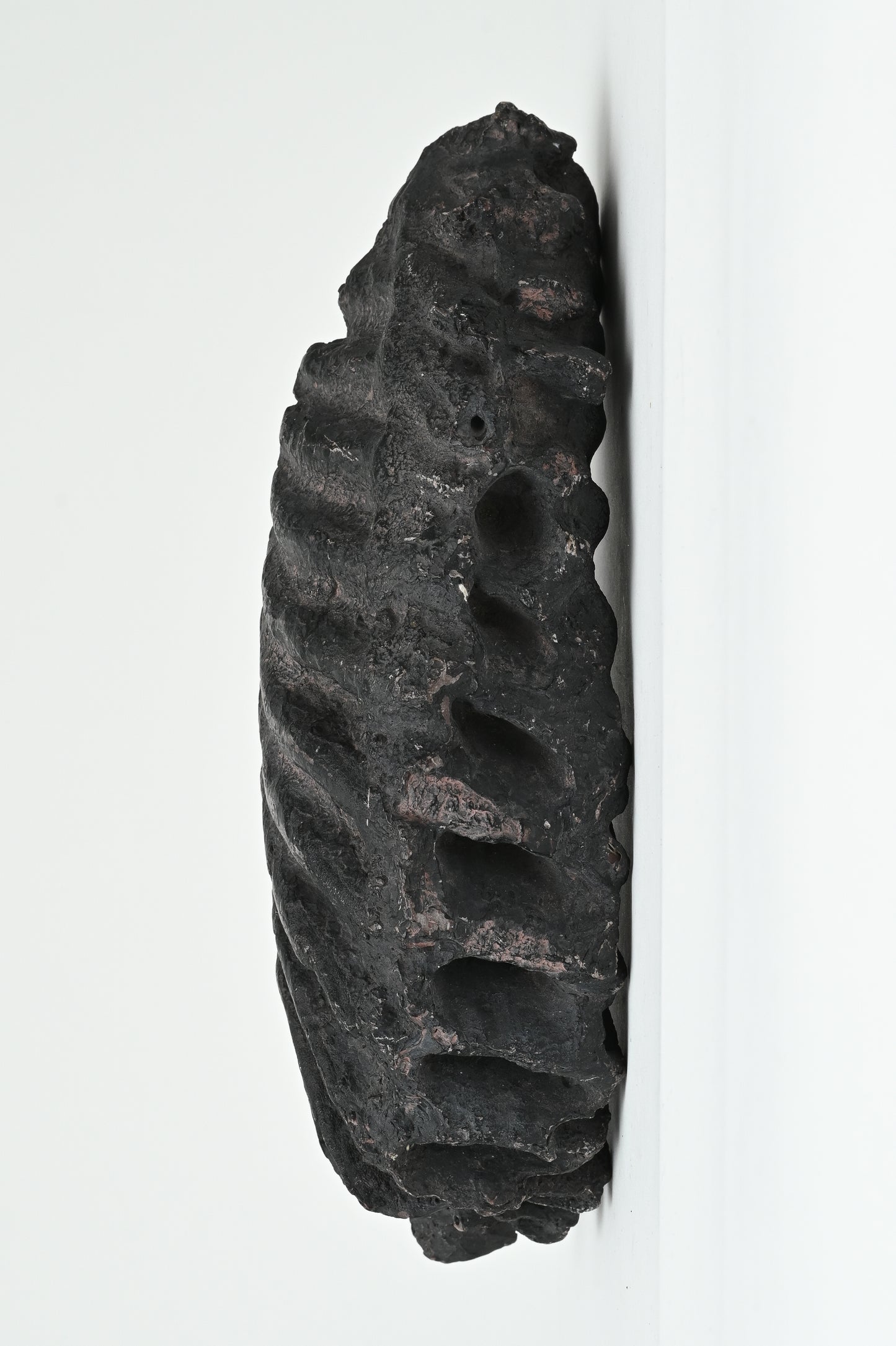 Fossil tooth of Naumann's elephant